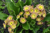 Примула Ушковая 2-47 (Primula Auricula)