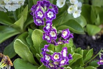 Примула Ушковая 2-48 (Primula Auricula)