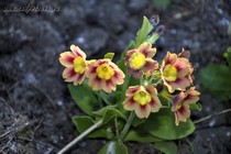 Примула Ушковая 2-49 (Primula Auricula)