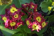 Примула Ушковая 2-5 (Primula Auricula)
