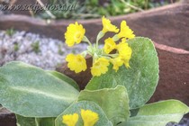 Примула Ушковая 2-50 (Primula Auricula)