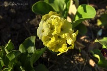 Примула Ушковая 2-51 (Primula Auricula)