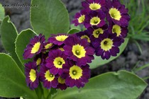 Примула Ушковая 2-52 (Primula Auricula)