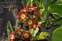 Примула Ушковая 2-53 (Primula Auricula)