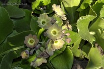 Примула Ушковая 2-54 (Primula Auricula)