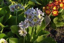 Примула Ушковая 2-55 (Primula Auricula)