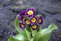 Примула Ушковая 2-56 (Primula Auricula)