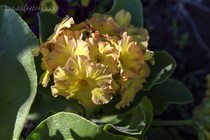 Примула Ушковая 2-6 (Primula Auricula)