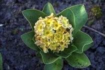 Примула Ушковая 2-7 (Primula Auricula)