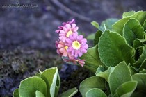 Примула Ушковая 2-8 (Primula Auricula)