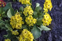Примула Ушковая 2-9 (Primula Auricula)