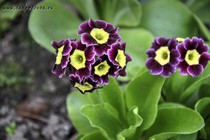 Примула Ушковая 3-1 (Primula Auricula)