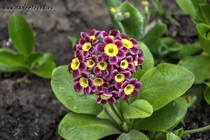Примула Ушковая 3-10 (Primula Auricula)