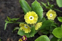 Примула Ушковая 3-11 (Primula Auricula)
