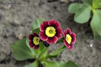 Примула Ушковая 3-12 (Primula Auricula)