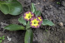 Примула Ушковая 3-13 (Primula Auricula)