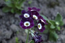Примула Ушковая 3-14 (Primula Auricula)