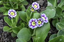 Примула Ушковая 3-15 (Primula Auricula)