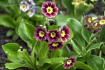 Примула Ушковая 3-16 (Primula Auricula)