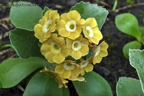 Примула Ушковая 3-17 (Primula Auricula)