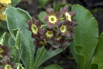 Примула Ушковая 3-18 (Primula Auricula)
