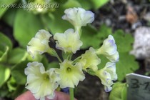 Примула Ушковая 3-19 (Primula Auricula)