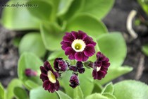 Примула Ушковая 3-2 (Primula Auricula)