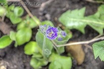 Примула Ушковая 3-20 (Primula Auricula)