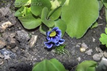 Примула Ушковая 3-21 (Primula Auricula)