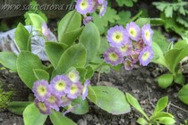 Примула Ушковая 3-22 (Primula Auricula)