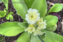Примула Ушковая 3-23 (Primula Auricula)