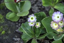 Примула Ушковая 3-3 (Primula Auricula)