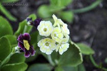 Примула Ушковая 3-4 (Primula Auricula)
