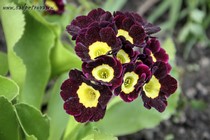 Примула Ушковая 3-5 (Primula Auricula)