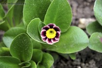 Примула Ушковая 3-6 (Primula Auricula)