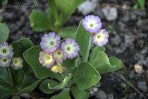 Примула Ушковая 3-7 (Primula Auricula)