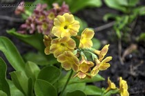 Примула Ушковая 3-8 (Primula Auricula)