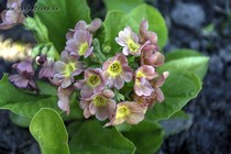 Примула Ушковая 3-9 (Primula Auricula)