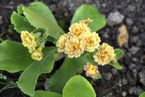 Примула Ушковая 4-1 (Primula Auricula)