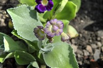 Примула Ушковая 4-10 (Primula Auricula)