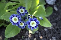 Примула Ушковая 4-11 (Primula Auricula)