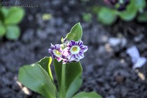 Примула Ушковая 4-12 (Primula Auricula)