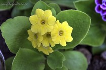 Примула Ушковая 4-13 (Primula Auricula)