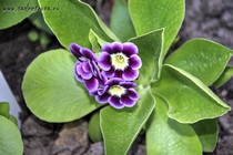 Примула Ушковая 4-14 (Primula Auricula)