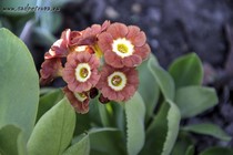 Примула Ушковая 4-15 (Primula Auricula)