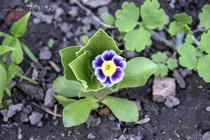 Примула Ушковая 4-16 (Primula Auricula)