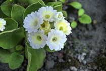 Примула Ушковая 4-17 (Primula Auricula)