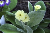 Примула Ушковая 4-18 (Primula Auricula)