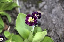 Примула Ушковая 4-19 (Primula Auricula)