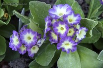 Примула Ушковая 4-2 (Primula Auricula)
